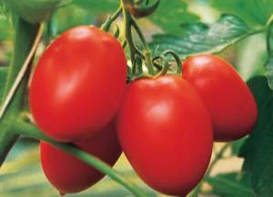 Помидоры Колибри F1 250 семян. (Clause)