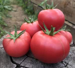 Помидоры Фенда F1 250 семян. (Clause)
