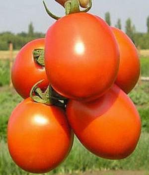 Помидоры Форсаж F1 5000 семян. (Clause)