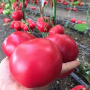 Помидоры Ханни Мун F1 250 семян. (Clause)