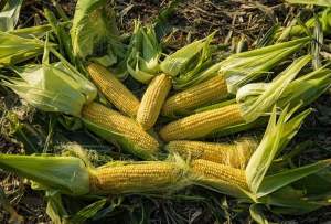 Кукуруза ЖИ 3278 ОИ F1 суперсладкая 5000 семян.  Эргон