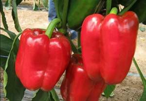 Перец Даймос F1 1000 семян. (ESASEM)