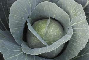 Капуста JS 83 F1 2500 семян. (Joeun Seeds) Капуста JS 83 F1 2500 семян. (Joeun Seeds)