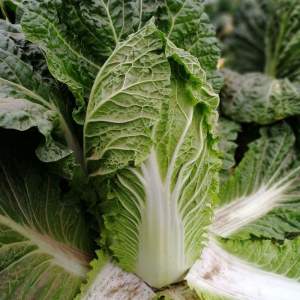 Семена пекинской капусты JS 4042 F1 1 000 семян. (Joeun Seeds) Семена пекинской капусты JS 4042 F1 1 000 семян. (Joeun Seeds)