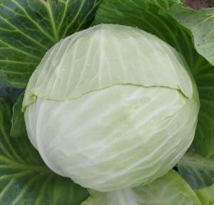 Капуста Алабама F1 2 500 семян. (Lark Seeds) Капуста Алабама F1 2 500 семян. (Lark Seeds)