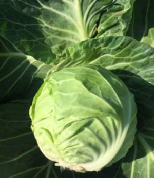 Капуста Канзас F1 2 500 семян. (Lark Seeds) Капуста Канзас F1 2 500 семян. (Lark Seeds)