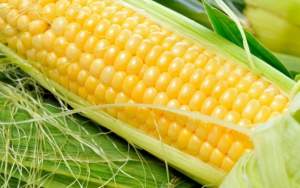Кукуруза 1801 F1 25 000 семян. (Lark Seeds) Кукуруза 1801 F1 25 000 семян. (Lark Seeds)