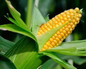 Кукуруза 1980 F1 25 000 семян. (Lark Seeds) Кукуруза 1980 F1 25 000 семян. (Lark Seeds)