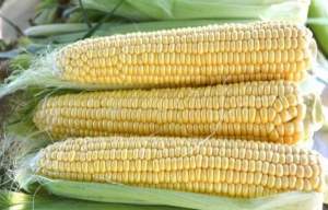 Кукуруза Страйк F1. 2 500 семян. (Lark Seeds) Кукуруза Страйк F1. 2 500 семян. (Lark Seeds)