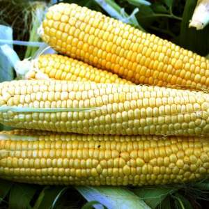Кукуруза Форвард F1 25 000 семян. (Lark Seeds) Кукуруза Форвард F1 25 000 семян. (Lark Seeds)