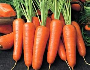 Морковь 1932 F1(1,8-2,0) 250 000 семян. (Lark Seeds) Морковь 1932 F1(1,8-2,0) 250 000 семян. (Lark Seeds)