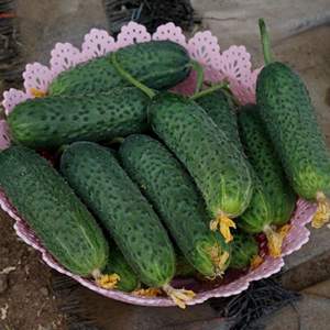 Огурец 14015 F1 1000 семян. (Lark Seeds) Огурец 14015 F1 1000 семян. (Lark Seeds)