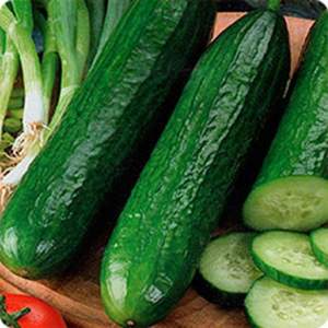 Огурец Пис F1 100 семян. (Lark Seeds) Огурец Пис F1 100 семян. (Lark Seeds)