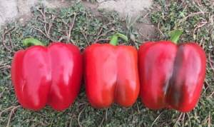 Перец Аида F1 500 семян. (Lark Seeds) Перец Аида F1 500 семян. (Lark Seeds)
