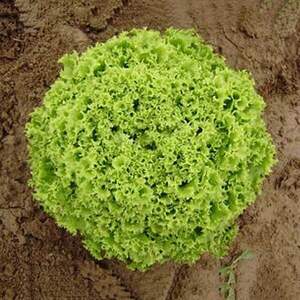 Салат Бартимер 5000 семян. (Nunhems)