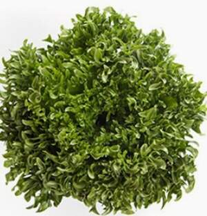 Салат Дюнан 1000 семян. (Rijk Zwaan)