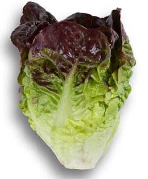 Салат Розайн 1000 семян. (Rijk Zwaan)