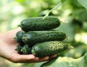 Огурец Хелен F1 500 семян. (Sakata)