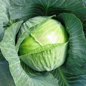 Капуста Галватрон 2500 семян. (Seminis)