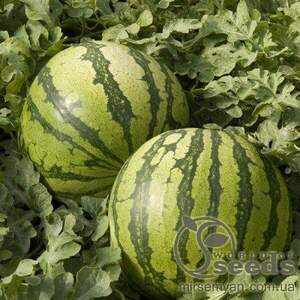 Насіння кавуна 