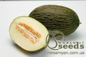 Диня середньо-пізня 