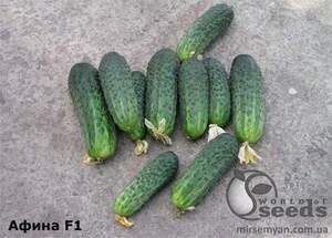 Огірок «Афіна» F1 1000 семена Нунемс (Nunhems)