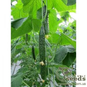 Огірок «Данді» F1 1000 с. Рік Цваан, (Rijk Zwaan)