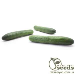 Огірок Огірок