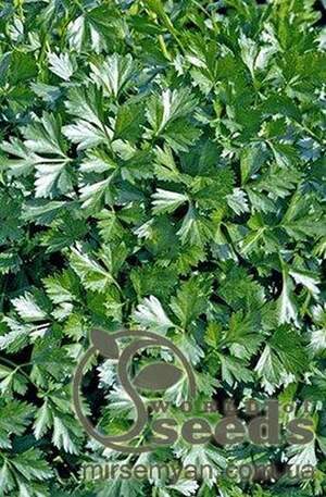 Петрушки листова 