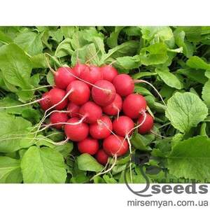 Редиска 
