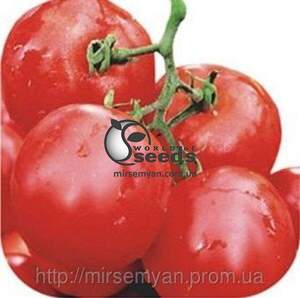 Насіння томату 