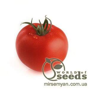 Томата «Беріл» F1 1000 с. Рік Цваан, (Rijk Zwaan)