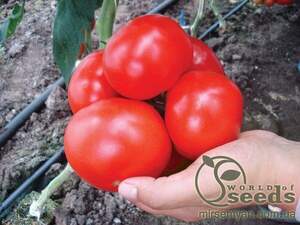 Томат «Кларабела» F1 1 000 с. Рік Цваан, (Rijk Zwaan)