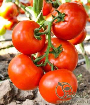 Томат «Чінто» F1 1000 с. Рік Цваан, (Rijk Zwaan)