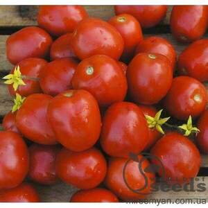 Томат «Лампо» F1 25000 семена Нунемс (Nunhems)