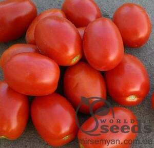 Томат «Адванс» F1 5 000 семена Нунемс (Nunhems)