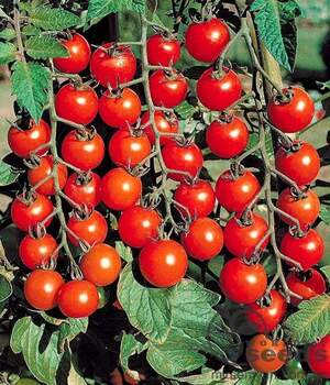 Томат «Сомма» F1 1000 семена Нунемс (Nunhems)