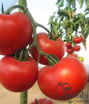 Томат «Діаграма» F1 500 семена Нунемс (Nunhems)