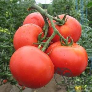 Томат 