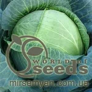 Насіння капусти «Сателіт» F1 2500 с. Bejo