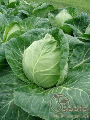 Капуста білокачанна рання 