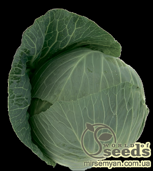 Капуста білокачанна середньостигла «Такома» F1 1000 с. калібр. Рік Цван, (Rijk Zwaan)