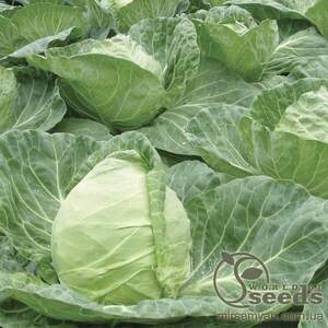 Капуста білокачанна рання 