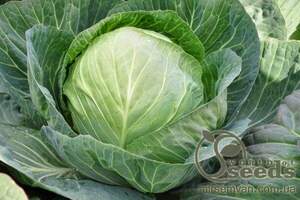 Капуста білокачанна середньопізня «Секома» F1 1000 с. Рік Цван, (Rijk Zwaan)