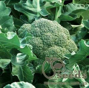 Капуста броколі 