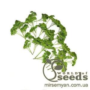 Петрушка гладколистий 