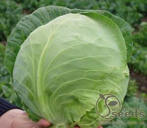 Капуста білокачанна рання Капуста білокачанна рання