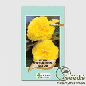 Бегонія крупноквіткова (жовта), 20 насінин А Бегонія крупноквіткова (жовта), 20 насінин А