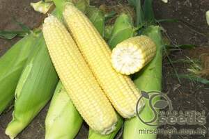 Кукурудза цукрова 