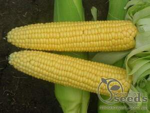 Кукурудза цукрова 